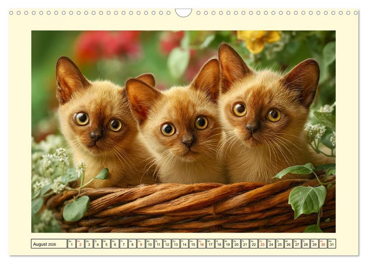 Produktbild: Burma-Katzen. Ausstrahlung und Anmut der faszinierenden Samtpfoten (Wandkalender 2026 DIN A3 quer), CALVENDO Monatskalender