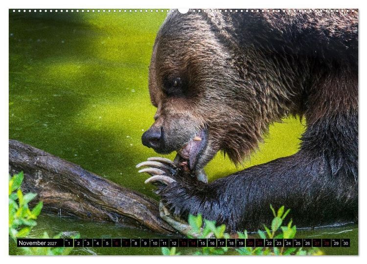 Produktbild: Grizzlys und Geisterb&auml;ren - Glendale Cove, Kanada (hochwertiger Premium Wandkalender 2027 DIN A2 quer), Kunstdruck in Hochglanz