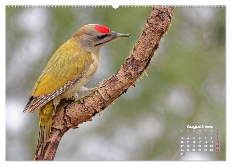 Produktbild: Echte Spechte (hochwertiger Premium Wandkalender 2026 DIN A2 quer), Kunstdruck in Hochglanz