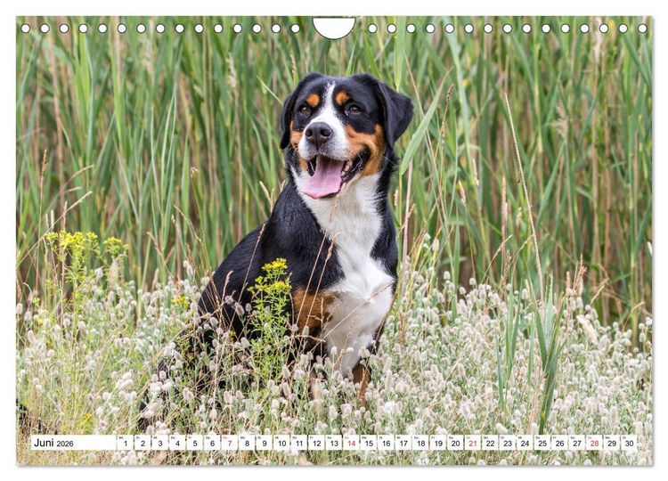 Produktbild: Gro&szlig;er Schweizer Sennenhund (Wandkalender 2026 DIN A4 quer), CALVENDO Monatskalender