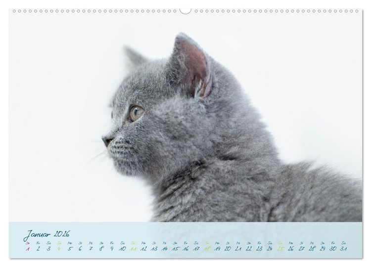 Produktbild: Ein kleiner Kater entdeckt die Welt! (Wandkalender 2026 DIN A2 quer), CALVENDO Monatskalender