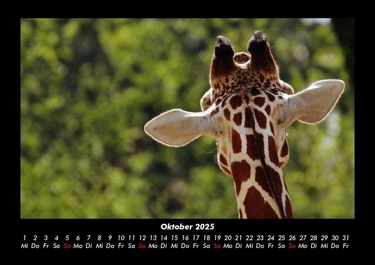 Produktbild: Tierkalender 2025 Fotokalender DIN A3