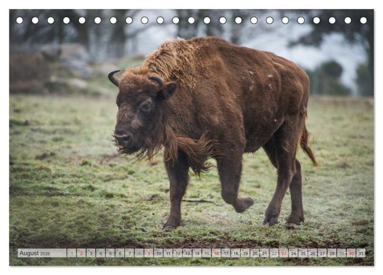 Produktbild: Emotionale Momente: Der Wisent. (Tischkalender 2026 DIN A5 quer), CALVENDO Monatskalender