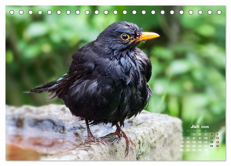 Produktbild: NATUR PUR - Singv&ouml;gel ganz nah (Tischkalender 2026 DIN A5 quer), CALVENDO Monatskalender
