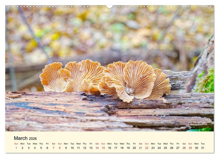 Produktbild: Whispers Beneath the Forest's Moss Mushrooms (Wall Calendar 2026 DIN A2 landscape), CALVENDO 12 Month Wall Calendar