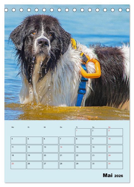 Produktbild: Familienplaner Landseer - Freund und Retter (Tischkalender 2026 DIN A5 hoch), CALVENDO Monatskalender