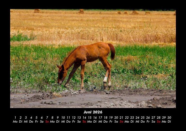 Produktbild: Pferdegefl&uuml;ster 2026 Fotokalender DIN A3