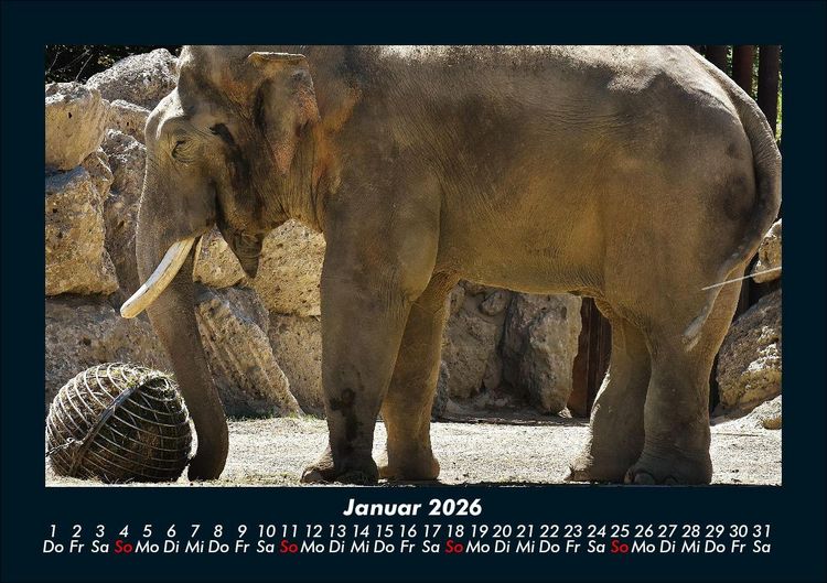 Produktbild: Elefanten - Die sanften Riesen Afrikas 2026 Fotokalender DIN A5