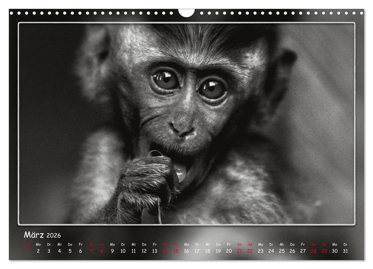 Produktbild: Tieren ins Gesicht geschaut (Wandkalender 2026 DIN A3 quer), CALVENDO Monatskalender
