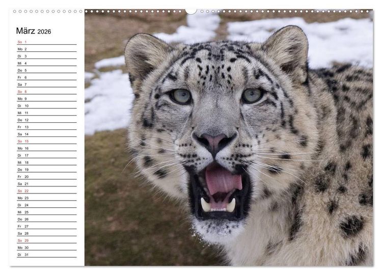 Produktbild: Leoparden. Elegante J&auml;ger (hochwertiger Premium Wandkalender 2026 DIN A2 quer), Kunstdruck in Hochglanz