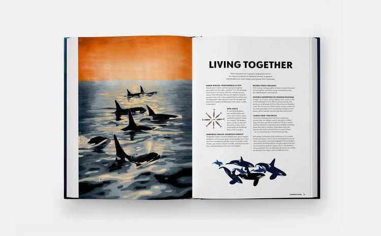 Produktbild: Mysteries of Marine Mammals: An Illustrated Guide to Whales, Dolphins, and Porpoises (2025)