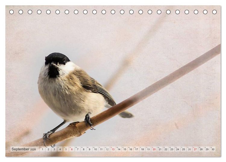Produktbild: NATUR PUR Heimische Singv&ouml;gel (Tischkalender 2026 DIN A5 quer), CALVENDO Monatskalender