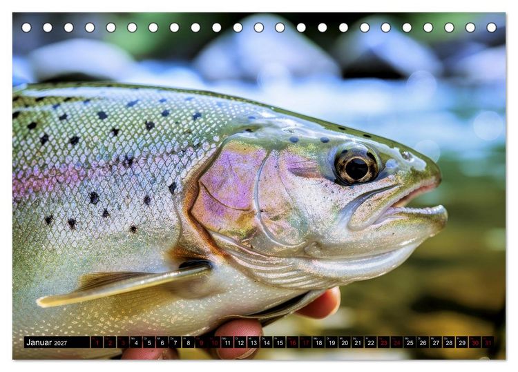 Produktbild: Forellen im Fluss (Tischkalender 2027 DIN A5 quer), CALVENDO Monatskalender