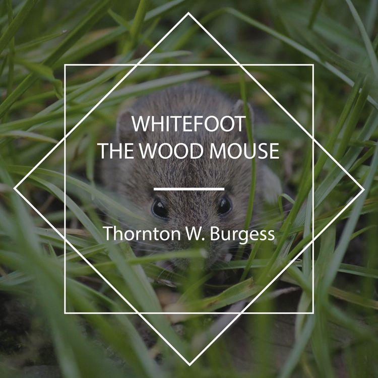 Produktbild: Whitefoot the Wood Mouse