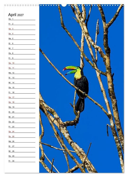 Produktbild: Costa Rica - Magische Tiere des Regenwaldes (Wandkalender 2027 DIN A2 hoch), CALVENDO Monatskalender