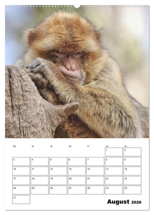 Produktbild: Augenblick der Affen 2026 (hochwertiger Premium Wandkalender 2026 DIN A2 hoch), Kunstdruck in Hochglanz