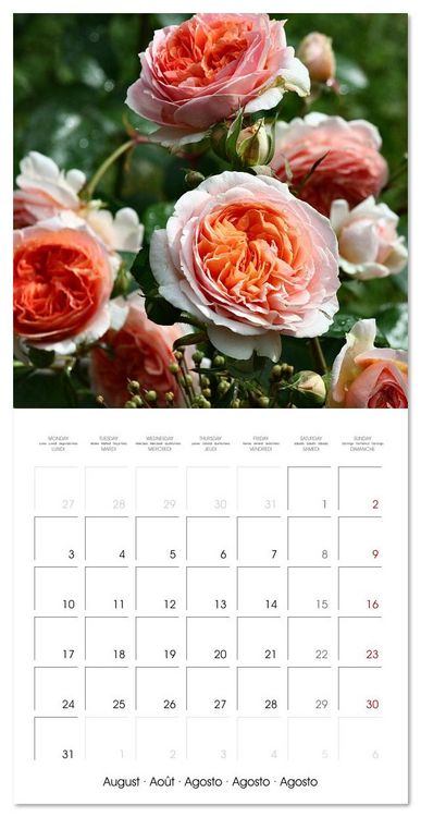 Produktbild: LE PARFUM ENVO&Ucirc;TANT DES ROSES (Calendrier mural carr&eacute; 2026 30x30 cm) Calendrier double avec une page pour vos prises de notes