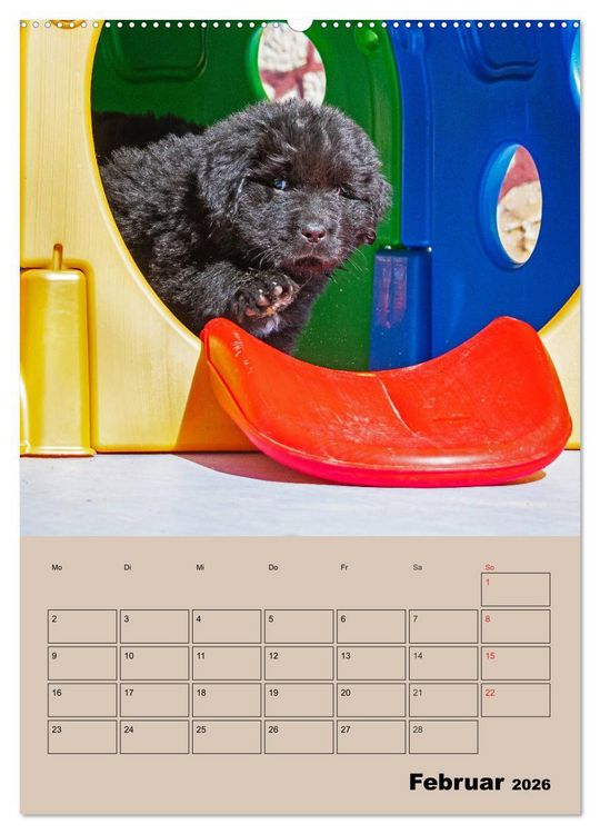 Produktbild: Familienplaner Neufundl&auml;nder Welpen (Wandkalender 2026 DIN A2 hoch), CALVENDO Monatskalender