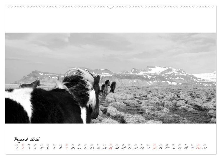 Produktbild: Islandpferde von Brimilsvellir (hochwertiger Premium Wandkalender 2026 DIN A2 quer), Kunstdruck in Hochglanz