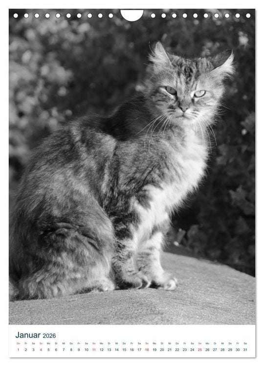 Produktbild: Wilde Katzen - Korsikas Samtpfoten (Wandkalender 2026 DIN A4 hoch), CALVENDO Monatskalender