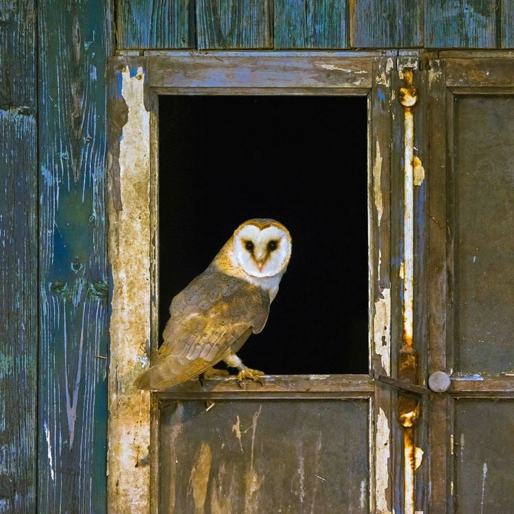 Produktbild: Magic Owls 2027