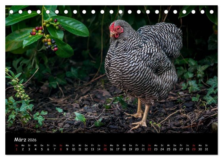Produktbild: Gartenh&uuml;hner (Tischkalender 2026 DIN A5 quer), CALVENDO Monatskalender