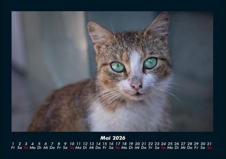 Produktbild: F&uuml;r Katzenfreunde 2026 Fotokalender DIN A4
