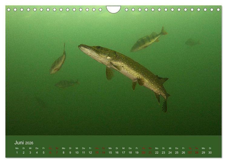 Produktbild: Faszination S&uuml;sswasser (Wandkalender 2026 DIN A4 quer), CALVENDO Monatskalender