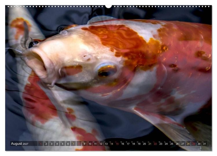 Produktbild: Nishikigoi &ndash; Koikarpfen in ihrer Welt (Wandkalender 2027 DIN A2 quer), CALVENDO Monatskalender