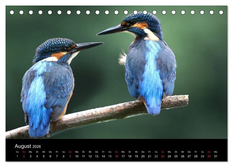 Produktbild: IM LAND DER EISV&Ouml;GEL (Tischkalender 2026 DIN A5 quer), CALVENDO Monatskalender