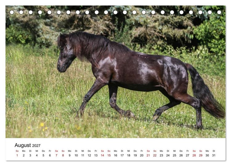 Produktbild: PFERDE - Zwischen Himmel, Erde und Hufschlag (Tischkalender 2027 DIN A5 quer), CALVENDO Monatskalender
