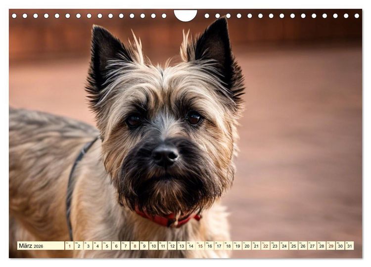 Produktbild: Cairn Terrier - lustiges Raubein aus Schottland (Wandkalender 2026 DIN A4 quer), CALVENDO Monatskalender