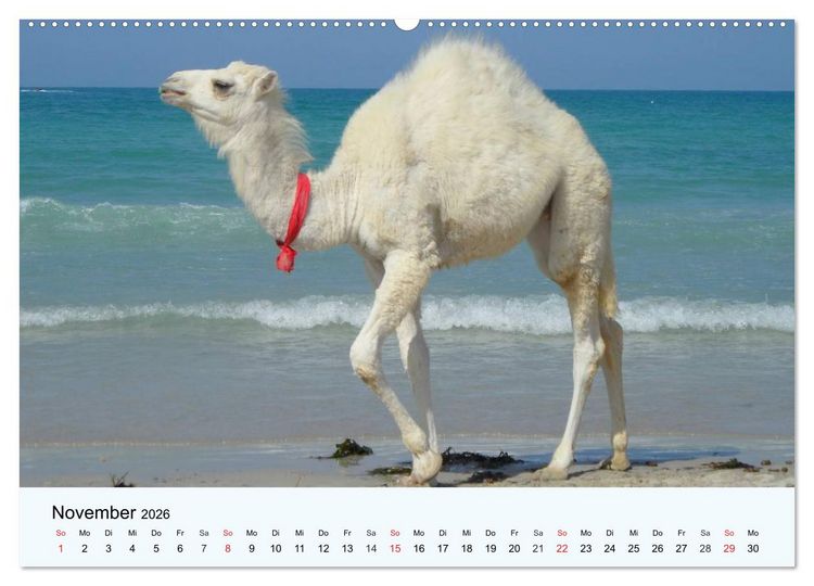 Produktbild: Die Kameliden. H&uuml;bsche Kamele, Lamas und Alpakas (hochwertiger Premium Wandkalender 2026 DIN A2 quer), Kunstdruck in Hochglanz