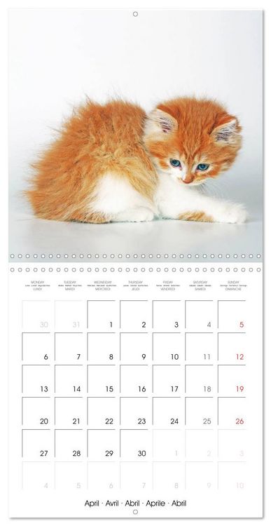 Produktbild: Persian Kittens (Wall Calendar 2026 12 &times; 12 Inch) CALVENDO 12 Month Wall Calendar