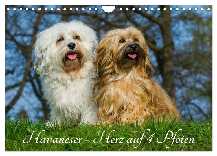 Produktbild: Havaneser - Herz auf 4 Pfoten (Wandkalender 2026 DIN A4 quer), CALVENDO Monatskalender