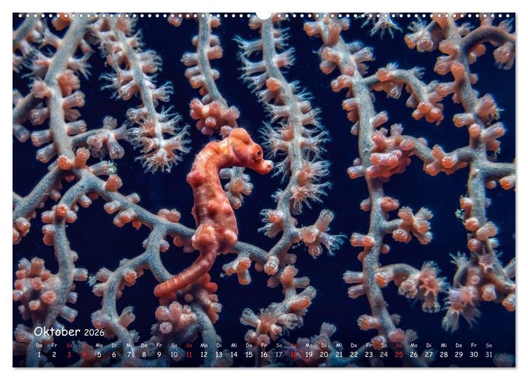 Produktbild: Hippocampus oder einfach nur Seepferdchen (Wandkalender 2026 DIN A2 quer), CALVENDO Monatskalender