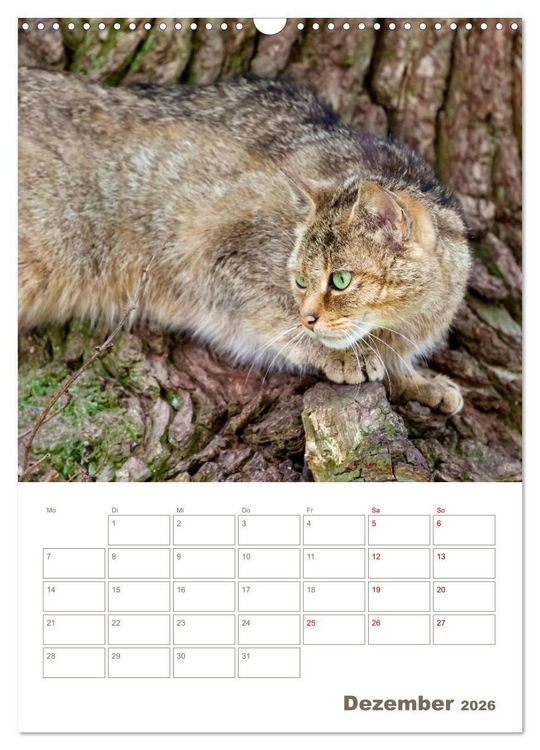 Produktbild: Europ&auml;ische Wildkatzen - Jahresplaner (Wandkalender 2026 DIN A3 hoch), CALVENDO Monatskalender