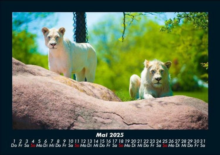 Produktbild: Tierkalender 2025 Fotokalender DIN A5