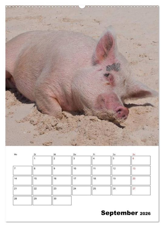 Produktbild: Schweine auf den Bahamas! (hochwertiger Premium Wandkalender 2026 DIN A2 hoch), Kunstdruck in Hochglanz