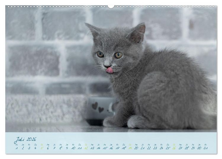 Produktbild: Ein kleiner Kater entdeckt die Welt! (Wandkalender 2026 DIN A2 quer), CALVENDO Monatskalender