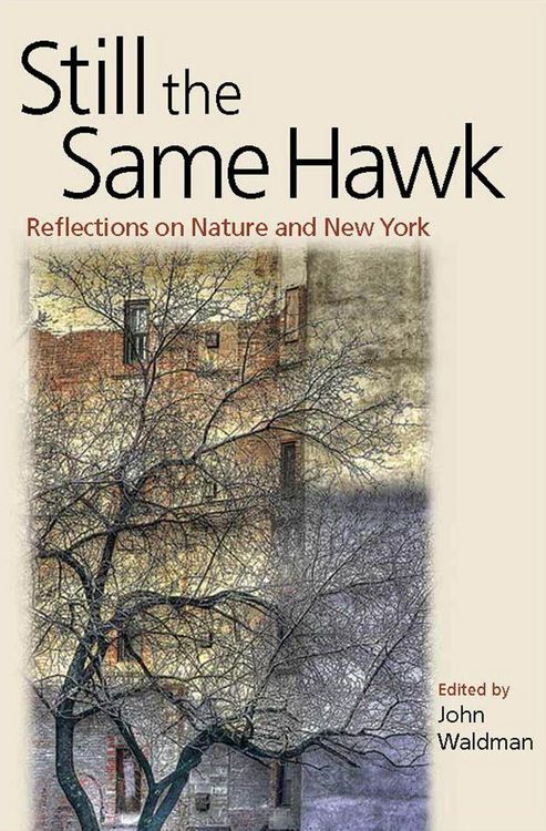 Produktbild: Still the Same Hawk
