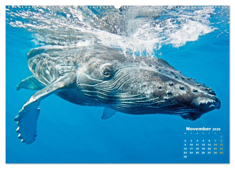 Produktbild: Buckelwale: Aus den blauen Tiefen der Ozeane (Wandkalender 2026 DIN A2 quer), CALVENDO Monatskalender