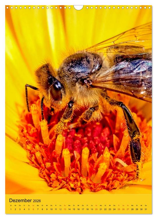 Produktbild: INSEKTENWELT - Heimische N&uuml;tzlinge ganz nah (Wandkalender 2026 DIN A3 hoch), CALVENDO Monatskalender
