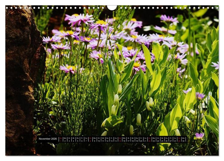 Produktbild: Bl&uuml;ten-Zauber am Wegesrand 2026 (Wandkalender 2026 DIN A3 quer), CALVENDO Monatskalender