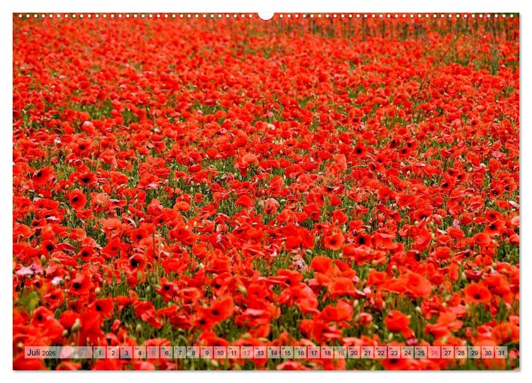 Produktbild: Voll Mohn (hochwertiger Premium Wandkalender 2026 DIN A2 quer), Kunstdruck in Hochglanz