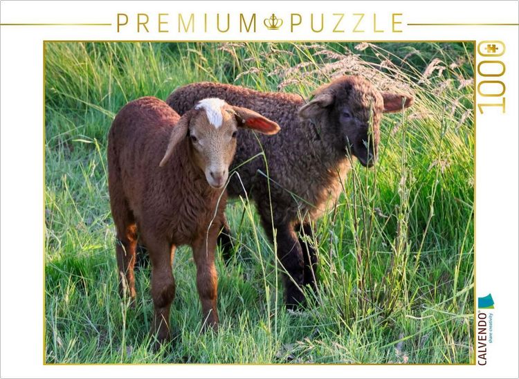 Produktbild: CALVENDO Puzzle Braune Sch&auml;fchen | 1000 Teile Lege-Gr&ouml;&szlig;e 64x48cm Foto-Puzzle f&uuml;r gl&uuml;ckliche Stunden