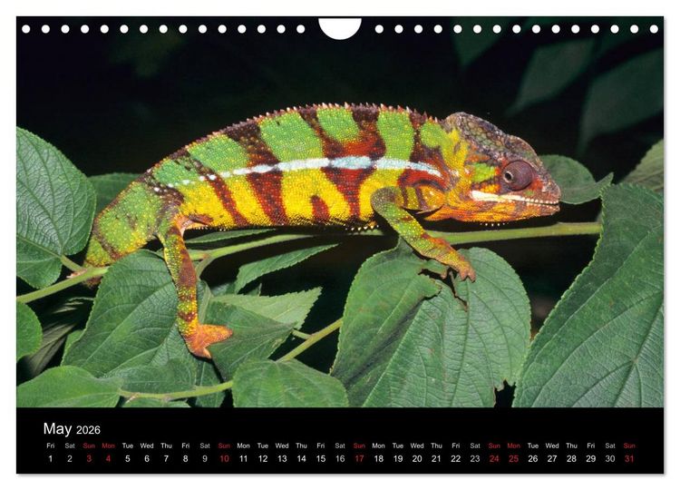 Produktbild: Chameleons Monsters of the African Bush (Wall Calendar 2026 DIN A4 landscape), CALVENDO 12 Month Wall Calendar