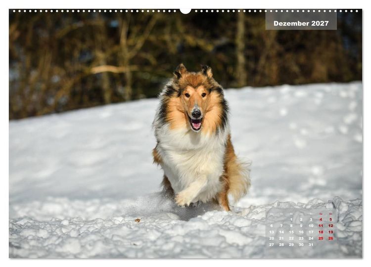 Produktbild: Collies? Was sonst! (hochwertiger Premium Wandkalender 2027 DIN A2 quer), Kunstdruck in Hochglanz
