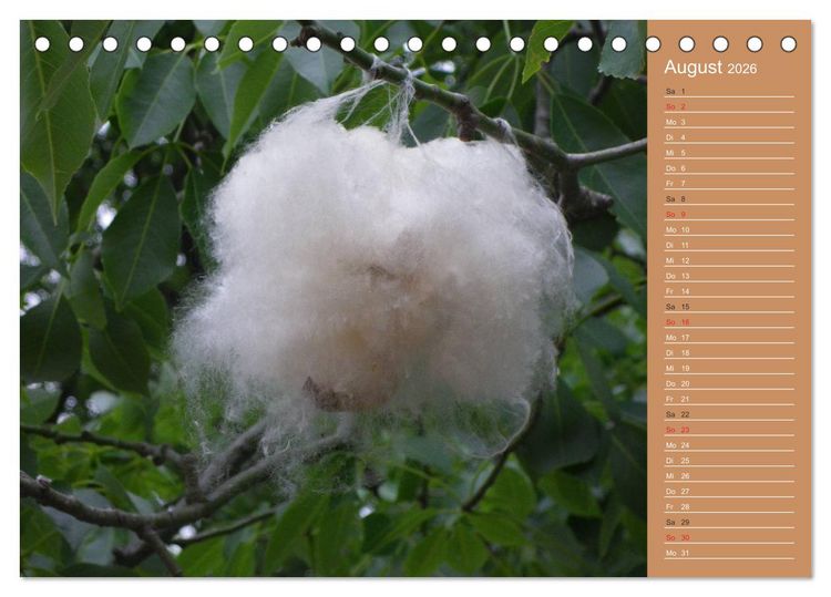 Produktbild: Bilder aus dem Chaco in Paraguay (Tischkalender 2026 DIN A5 quer), CALVENDO Monatskalender