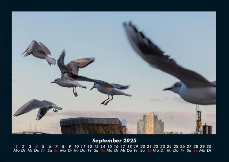 Produktbild: M&ouml;wen 2025 Fotokalender DIN A4